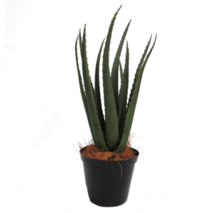 Aloe Kraantz