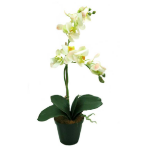 Orchid Debutante