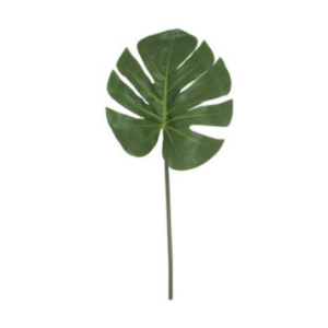 Delicious Monster Leaf