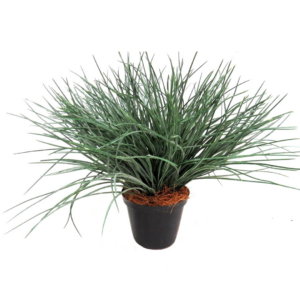 Wyoming Grass Pot Spread of Plant