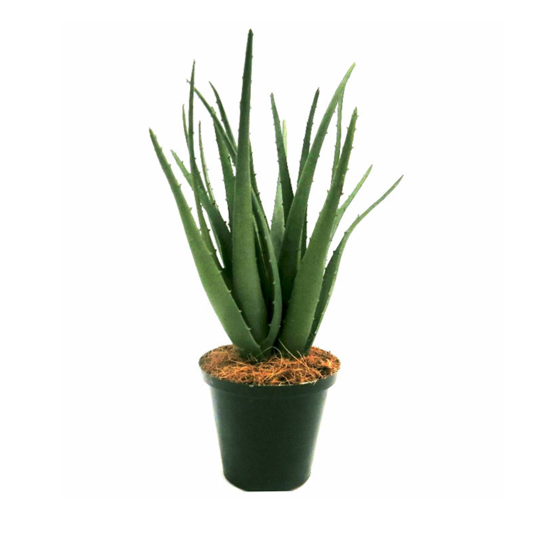 Aloe natal
