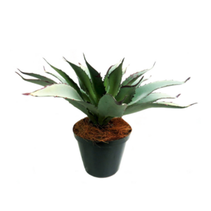 Aloe bell thoma