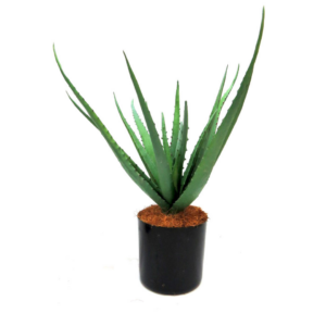 Aloe Lineage