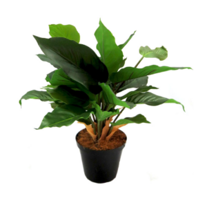 Glory green leaf potted