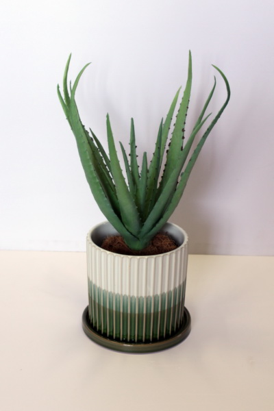 Aloe Lineage - Image 2