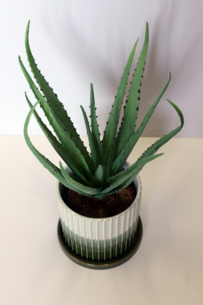 Aloe Lineage - Image 3