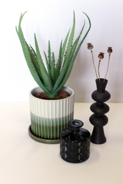 Aloe Lineage - Image 4