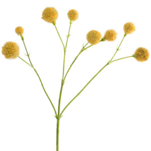 Camomile Stem